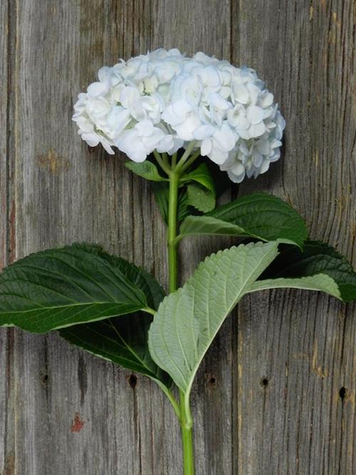 PAINTED LIGHT BLUE #3 TINTED HYDRANGEA